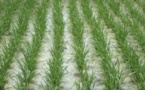 La CEDEAO et l’UEMOA veulent impulser « une révolution » dans la production de riz