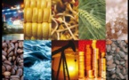 Evolution du coût des matières premières : Hausse des prix du pétrole brut, du coton et du riz