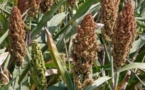 L’Afrique en proie à l’insécurité alimentaire alors que la production céréalière mondiale enregistre un niveau record