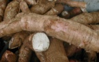 Le secrétaire permanent de la SCA vante le rôle du manioc dans la sécurité alimentaire Le secrétaire permanent de la SCA vante le rôle du manioc dans la sécurité alimentaire