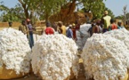 Bénin : Plus de 60% des recettes d’exportation générées par le coton en 2021