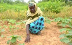 Sécheresse au Mali : African risk capacity verse 7,1 millions dollars américains pour soutenir la population