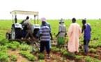 Connectivité des zones agricoles : Macky Sall annonce le lancement prochain d’un programme de 130 milliards