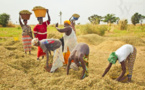 Discours à la Nation : Macky Sall appelle à gagner la bataille de la souveraineté alimentaire