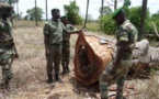 Préservation des forêts : Greenpeace Afrique salue l’engagement du président Macky Sall