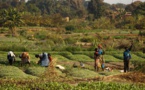 Productions agricoles efficaces et en garantissant le respect de l’environnement :  Un rapport mondial explique la capacité transformatrice de l'agroécologie au Kenya, en Ouganda et au Sénégal