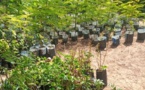 Redynamisation de l’Arboretum de la Forêt classée de Mbao : La Fao appuie les activités avec son «Initiative Villes vertes »