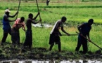 La CNAAS veut promouvoir l'entreprenariat rural en Casamance