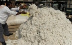 Production de coton : un bond de productivité de 14% à 20% dans des champs expérimentaux Production de coton : un bond de productivité de 14% à 20% dans des champs expérimentaux
