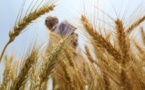 Le temps sec aux Etats-Unis fait monter les cours du blé Le temps sec aux Etats-Unis fait monter les cours du blé