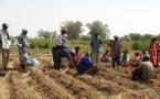 Gestion des productions agricoles : la FAO installe 24 centres d'écoute dans la vallée