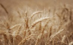 Légère baisse des prix alimentaires mondiaux, le blé toujours en hausse, selon la FAO