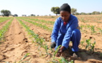 Transformation de l’agriculture africaine : Les principaux acteurs et OneCgiar planchent sur les réformes