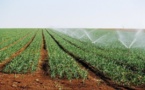 Dr Macoumba Diouf, directeur de l’horticulture : « Je veux faire de l’horticulture la locomotive de l’agriculture sénégalaise »