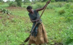 Développement rural : un spécialiste préconise le système des exploitations agricole