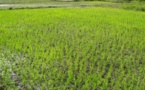 Un projet appuyé par la JICA pour l'autosuffisance en riz