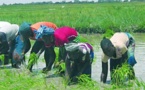 Un universitaire sénégalais indique la voie du développement agricole