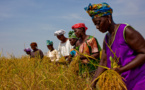 Cameroun :  Le Fida et l’Afd s’engagent  pour renforcer la résilience et la sécurité alimentaire des petits producteurs