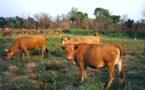 Fonds national de développement agro-sylvo-pastoral: L’Uemoa et la Turquie disposées à apporter leur concours