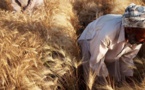 Denrées alimentaires : les prix mondiaux des céréales et huiles végétales ont fléchi en juillet (FAO)