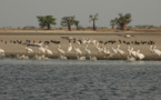 Diversité biologique : le Delta du Saloum et les Iles de la Madeleine donnés en exemple