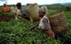 Afrique: Développement de l'Afrique - Pari sur l'agriculture