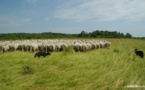 Agriculture : Une nouvelle méthodologie réoriente les fonds alloués au changement climatique vers la restauration des pâturages