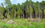 La FAO pour la promotion et la conservation et la gestion durable des ressources génétiques forestières.