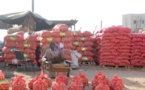 Matam: hausse du prix de l'oignon