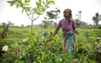 Eradication de  la faim d'ici 2025: l'Afrique met la barre plus haut