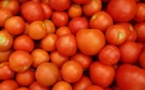 Faute de commercialisation : La tomate locale pourrit dans les champs