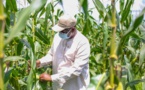 Production alimentaire d’urgence : La Bad accorde un prêt de 79 milliards de FCFA au Sénégal