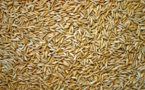 Programme d’urgence Japon/Africa Rice : 40 tonnes de semences de riz à 1.600 producteurs de la vallée