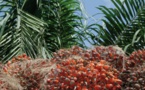Afrique: Oléagineux - 9,8 milliards de dollars seront injectés dans la filière huile de palme en Afrique d'ici 2040