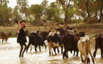 Appui au pastoralisme : lancement d'un projet de 125 milliards destiné au Sahel