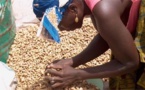 SENEGAL: Le gouvernement veut éliminer graduellement les semences écrémées
