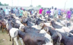 Sénégal: La compétitivité du marché permet d’espérer une couverture des besoins en moutons