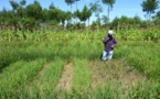 DEVELOPPEMENT DE L’AGRICULTURE SENEGALAISE : Les PTF appuient sur l’accélérateur