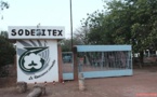 Déficit pluviométrique : la SODEFITEX revoit ses objectifs de production à la baisse