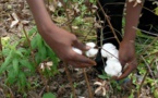 SENEGAL: La SODEFITEX veut devenir ‘’une agro-industrie diversifiée’’