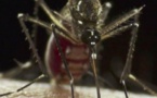 GlaxoSmithKline annonce des avancées sur son projet d'un vaccin contre le paludisme