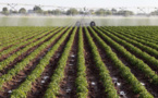 Afrique: Crédit à l'investissement - 2 milliards de dollars US chaque année pour l'agro-business africain