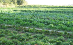 AGRICULTURE-Sécuriser la production nationale: Les leçons de Marius Dia