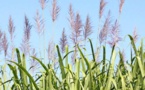 Production sucrière : La Compagnie Sucrière Sénégalaise promet l’autosuffisance en sucre en 2017