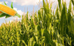 Les méthodes d’enseignement sur les chaines de valeur agricole au menu d'un atelier