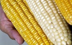 Afrique: Adoption des OGM - Neuf états africains cogitent sur un plan de communication