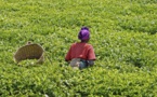 Afrique: Développement - l'Afrique doit investir dans l'agriculture et la pêche