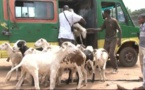 Transport de Moutons : Le Ministre de l’élevage s’insurge des taxes appliquées par le Mali par camion  transportant des moutons Transport de Moutons : Le Ministre de l’élevage s’insurge des taxes appliquées par le Mali par camion  transportant des moutons