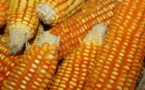 Agriculture: Le Sénégal salue la mise en œuvre du programme semencier pour l’Afrique de l’Ouest