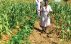 Le Swaziland mise sur l'agriculture commerciale